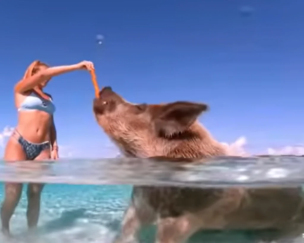 Pig Beach is one of the amazing facts about Bahamas