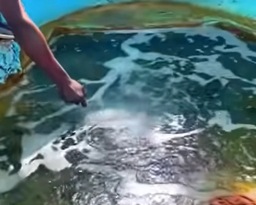 Firewater Pond is one of the amazing facts about Jamaica