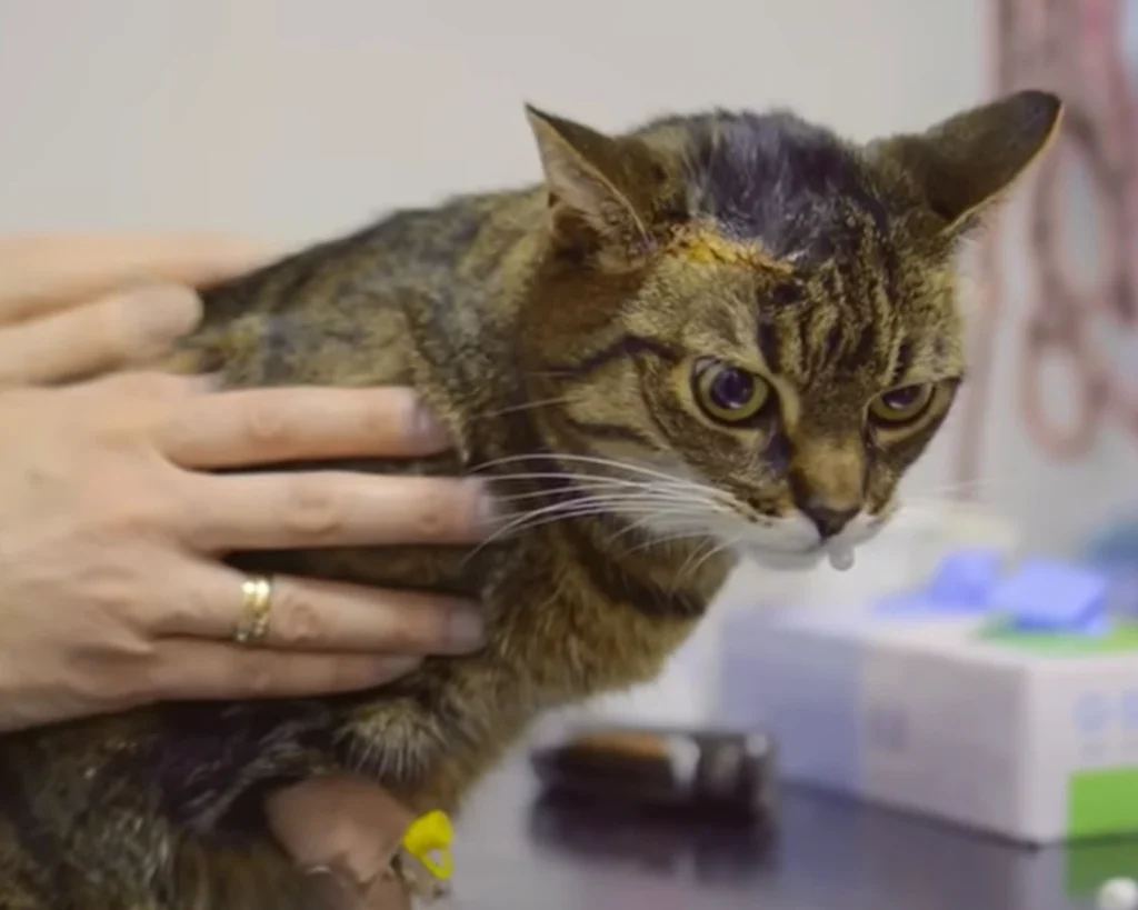 Pet's Passport is one of the amazing facts about Panama