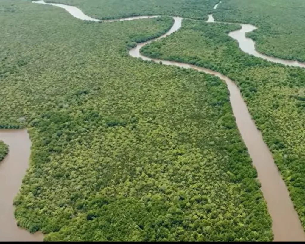 Amazon Rainforest is one of the largest forests in the world