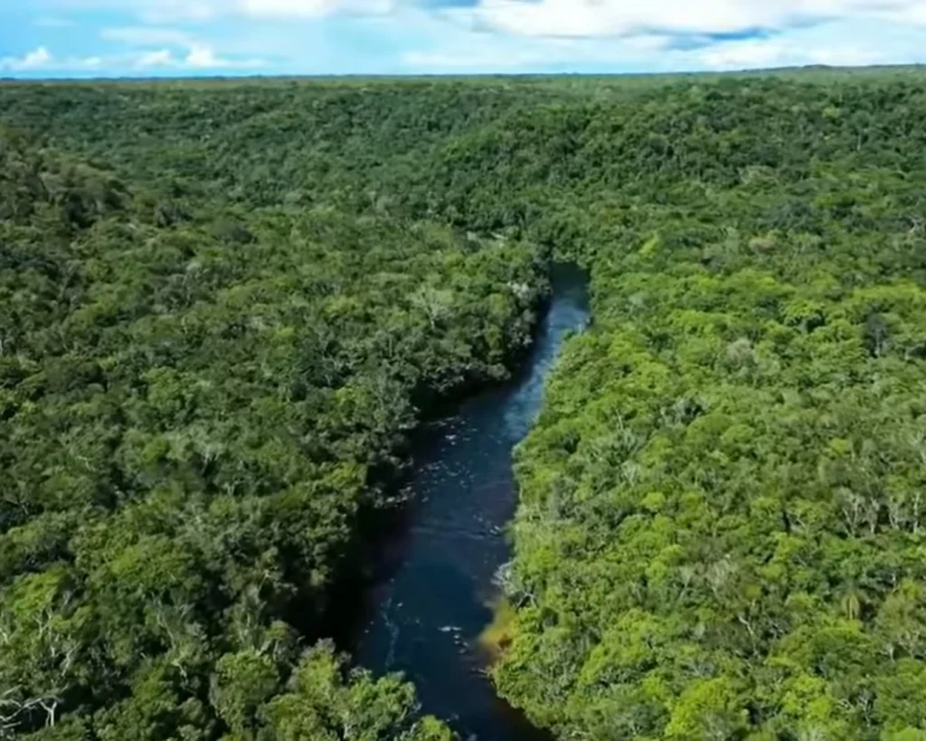 Congo Rainforest is one of the largest forests in the world