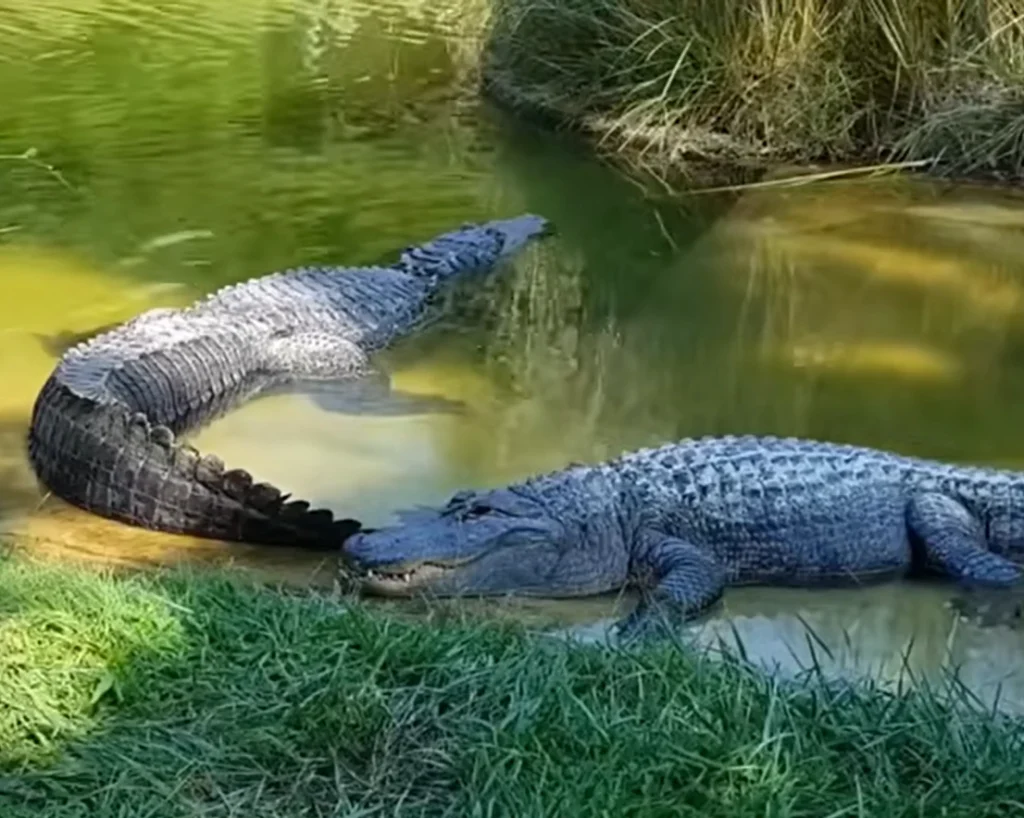 Crocodile Insult is one of the amazing facts about Belize