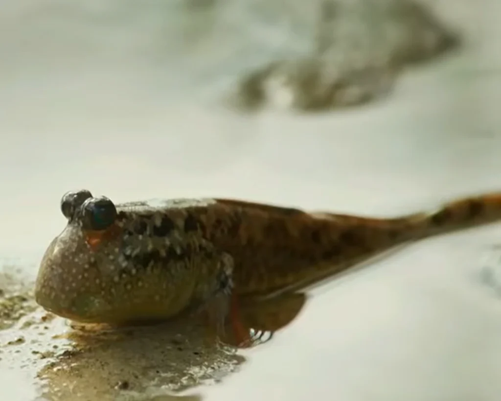Mudskipper is one of the amazing facts about Belize