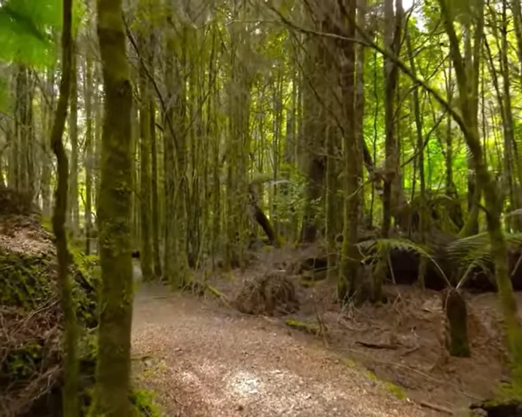 Valdivian Temperate Rainforest is one of the largest forests in the world