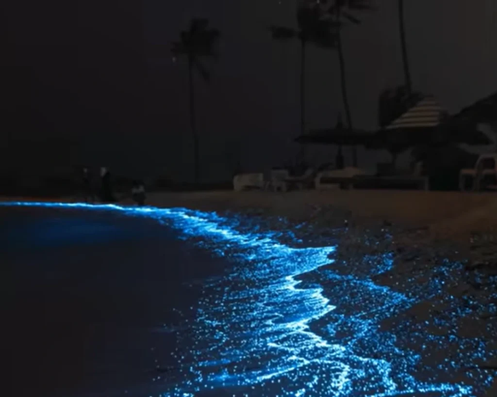 Bioluminescent Beaches is one of the amazing facts about Puerto Rico