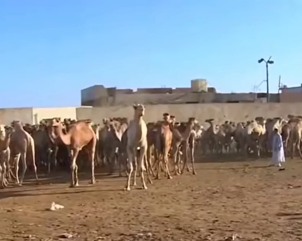 Birqash Camel Auction Market is one of the amazing facts about Egypt