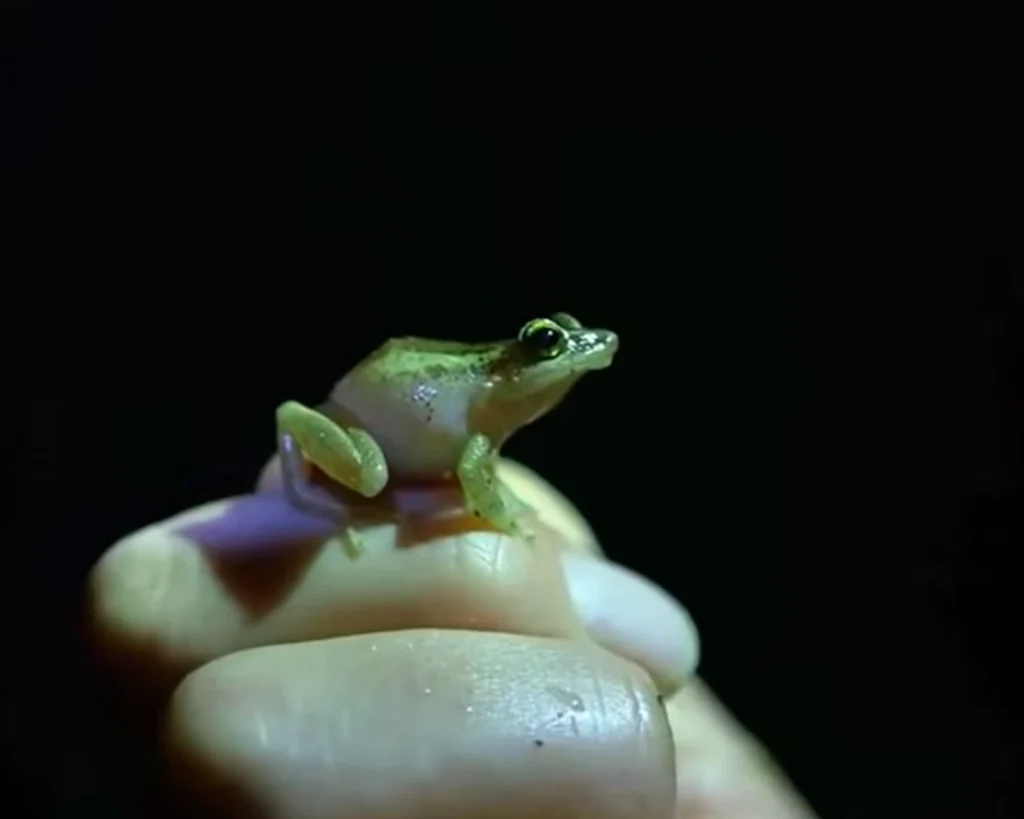 Frog Rain is one of the amazing facts about Puerto Rico