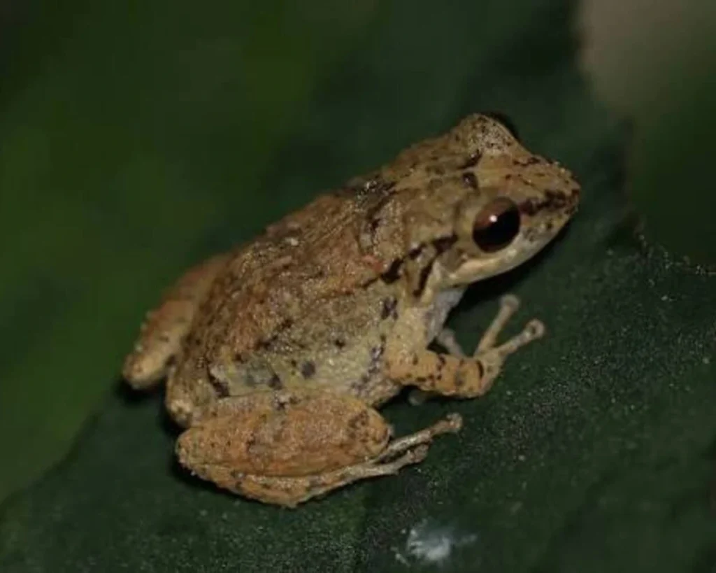 Smallest Frog Coquí is one of the amazing facts about Puerto Rico