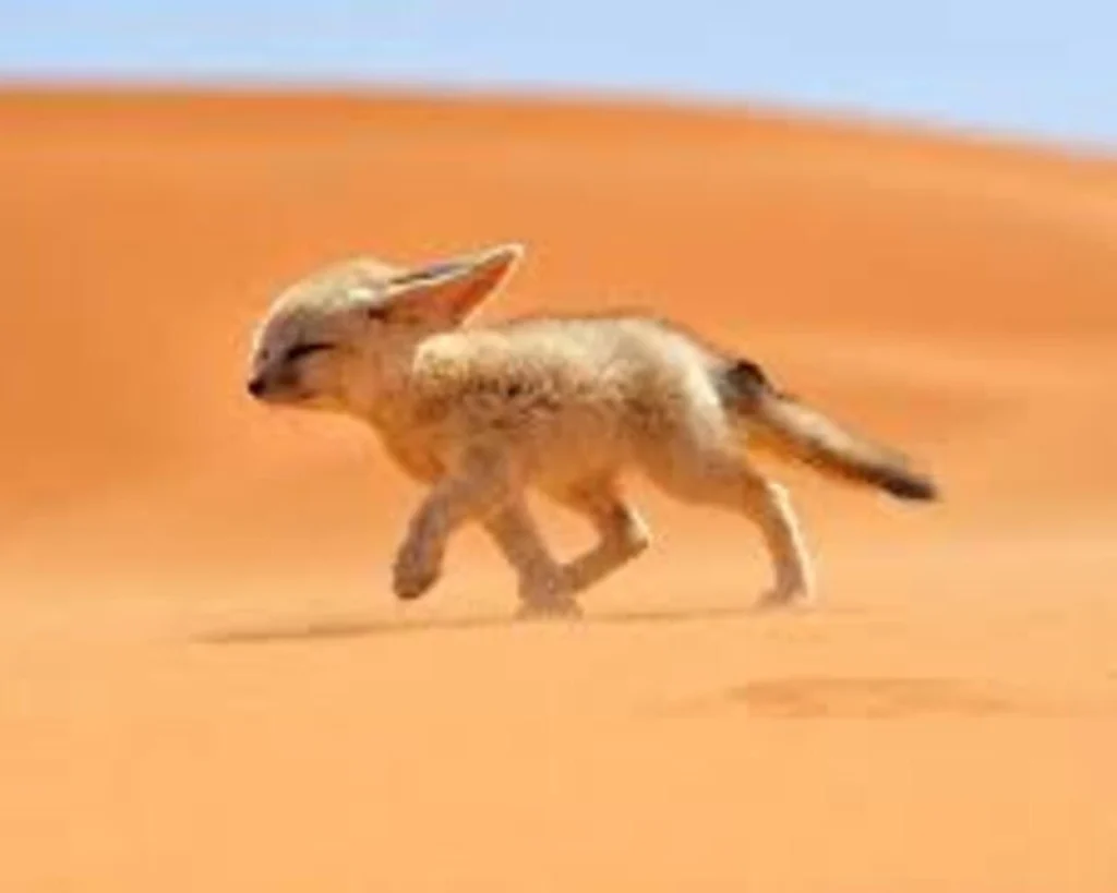 Fennec Fox is one of the amazing facts about Algeria