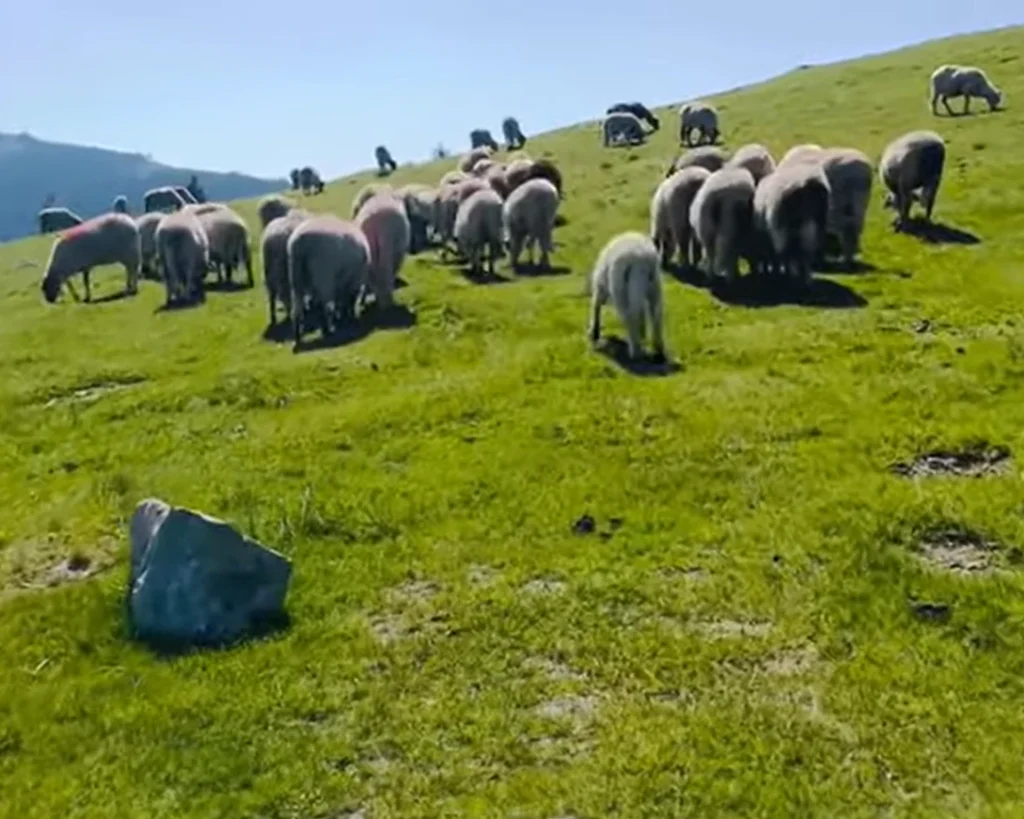 Sheep Population is one of the amazing facts about Iceland