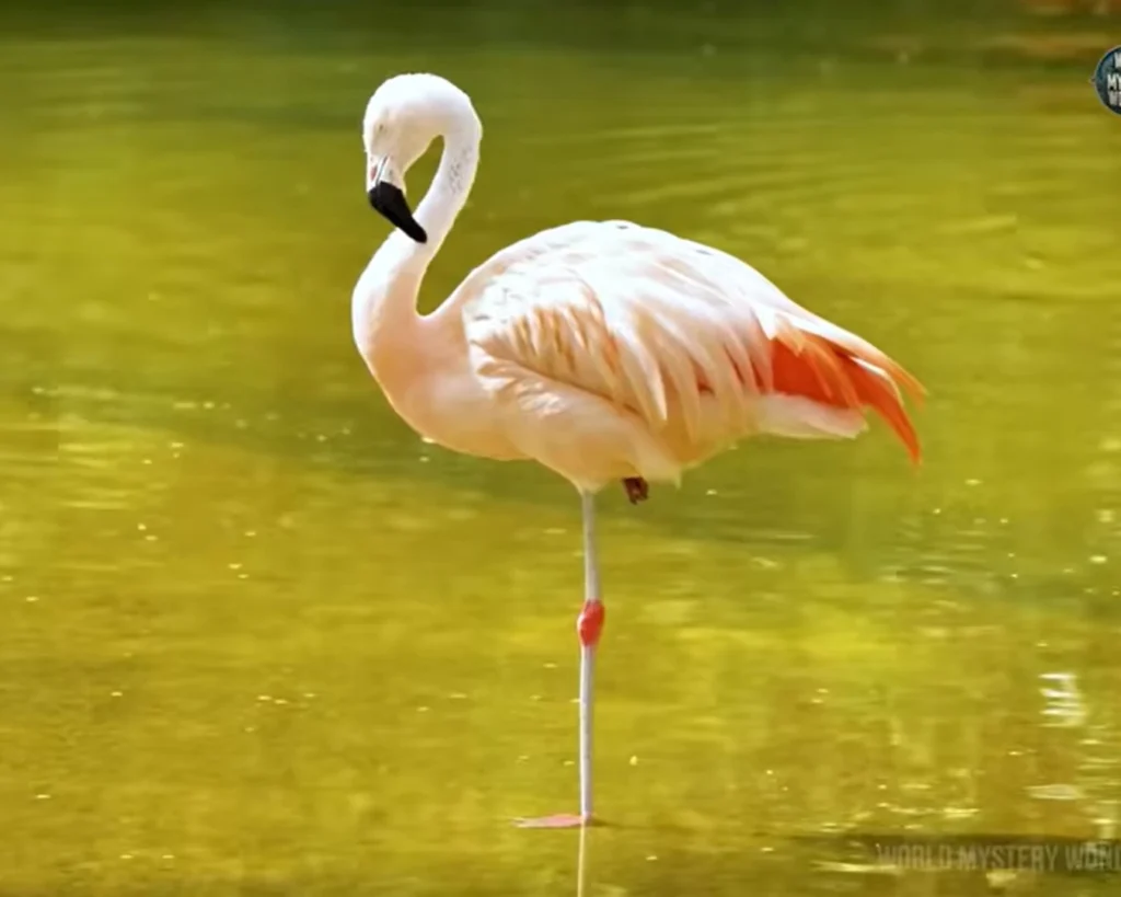 Flamingo is one of the beautiful birds