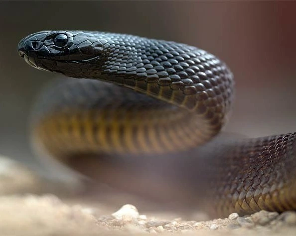 Inland Taipan Is one of the most venomous animals