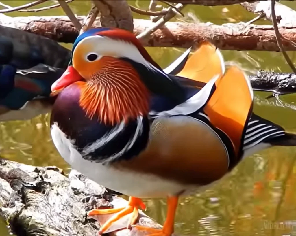 Mandarin Duck is one of the beautiful birds