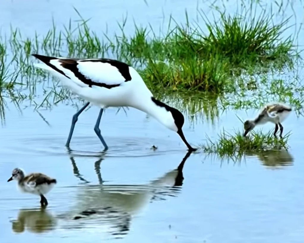 Pied Avocet is one of the beautiful birds