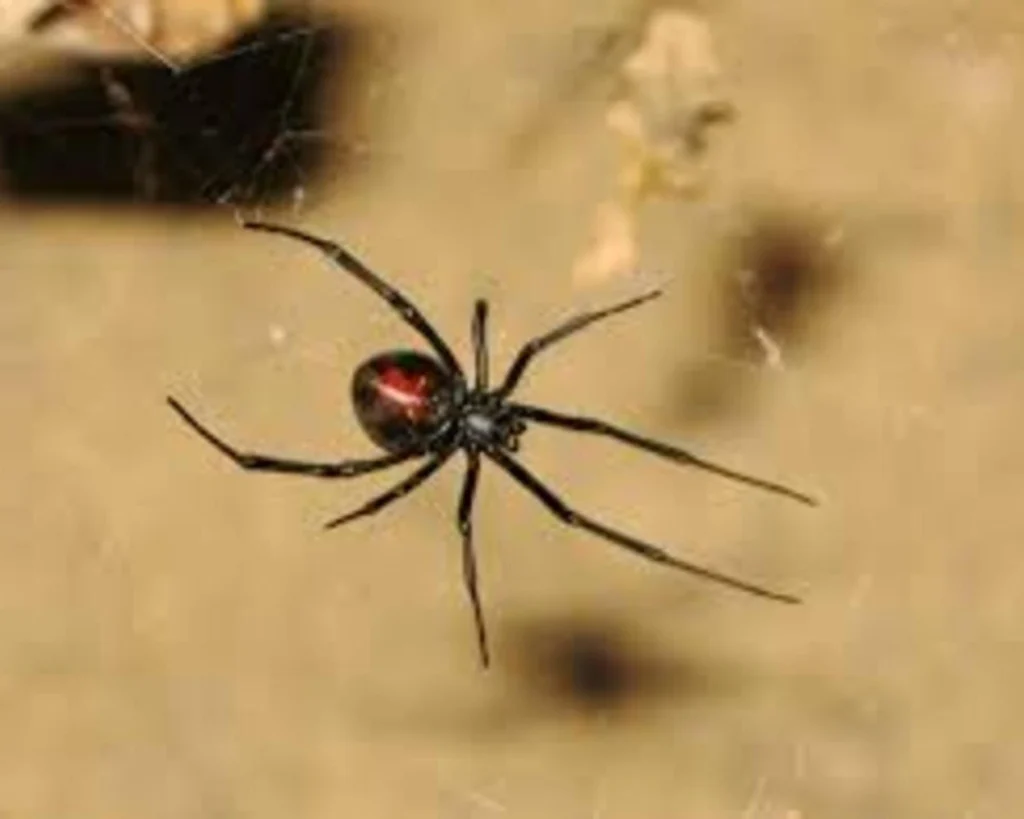 Red Back Spider Is one of the most venomous animals