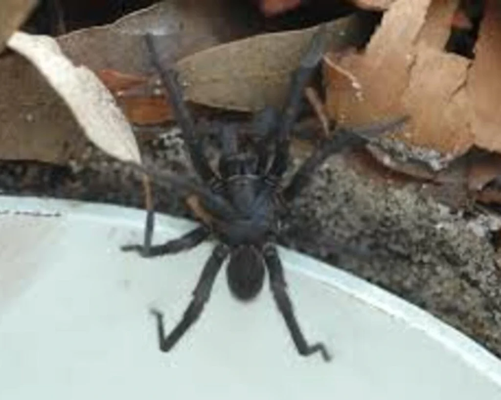 Sydney Funnel Web Is one of the most venomous animals
