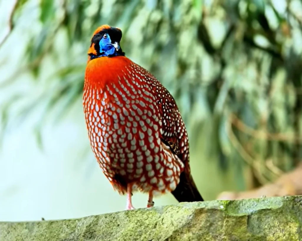 Temminck's Tragopan is one of the beautiful birds