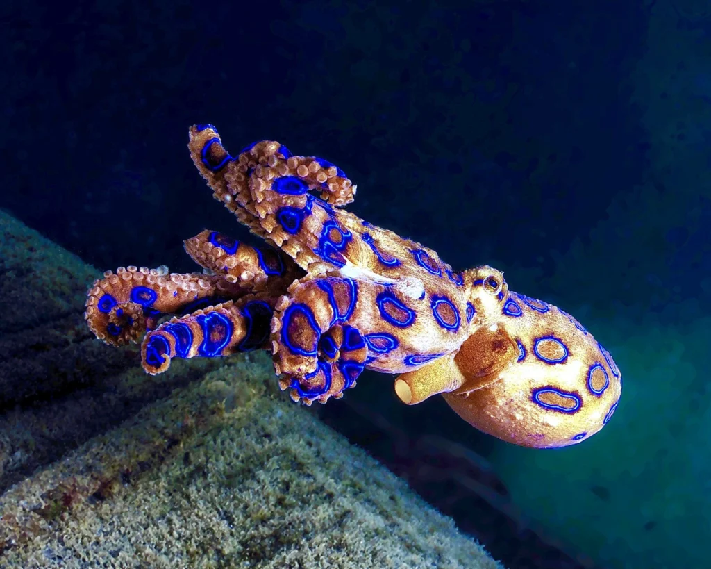 Blue Ringed Octopus Is one of the most venomous animals
