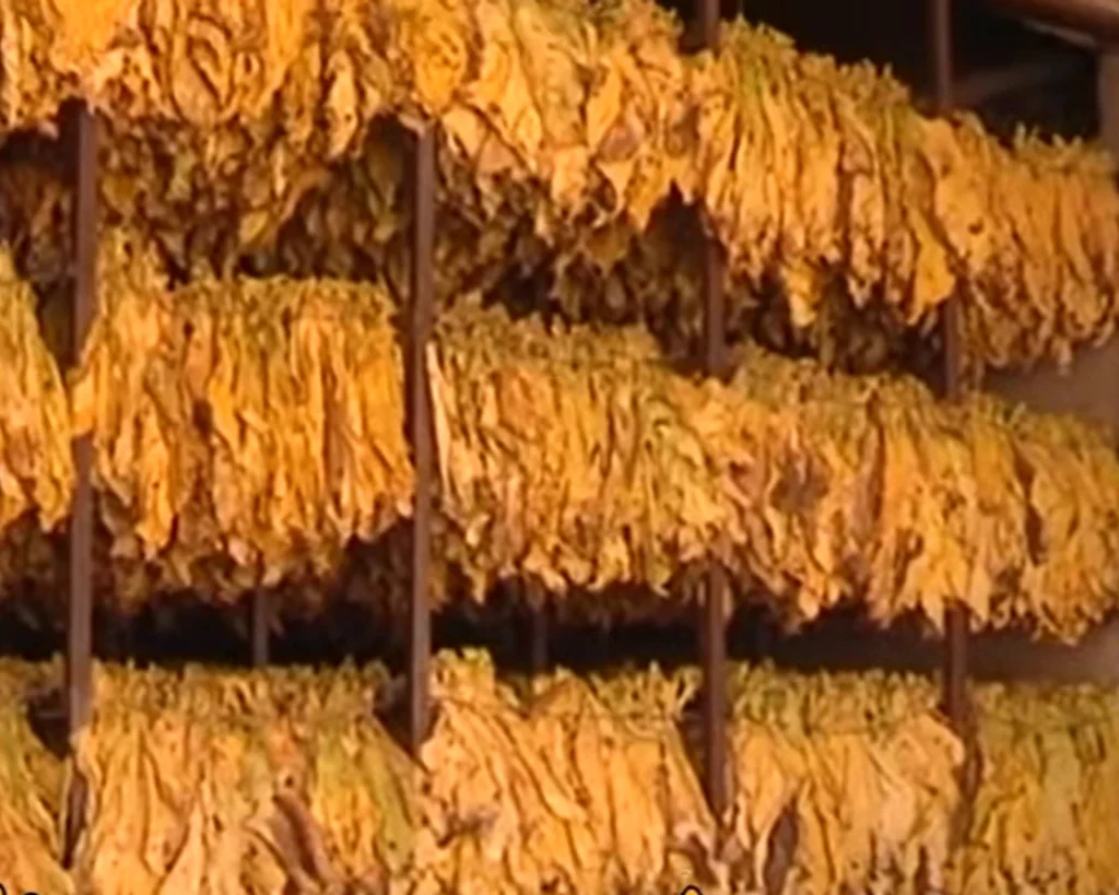 Largest Tobacco Producers is one of the amazing facts about Zimbabwe