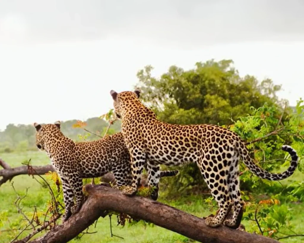 Wildlife is one of the amazing facts about South Africa