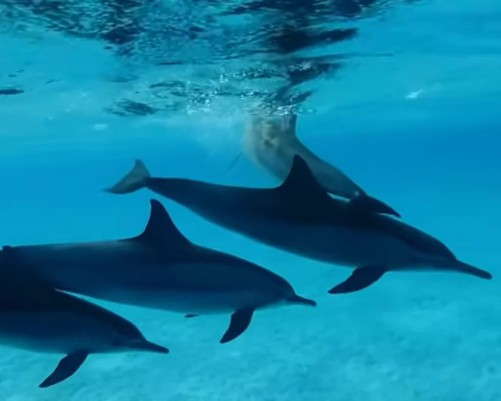 Annual Dolphin Pilgrimage is one of the amazing facts about Gambia