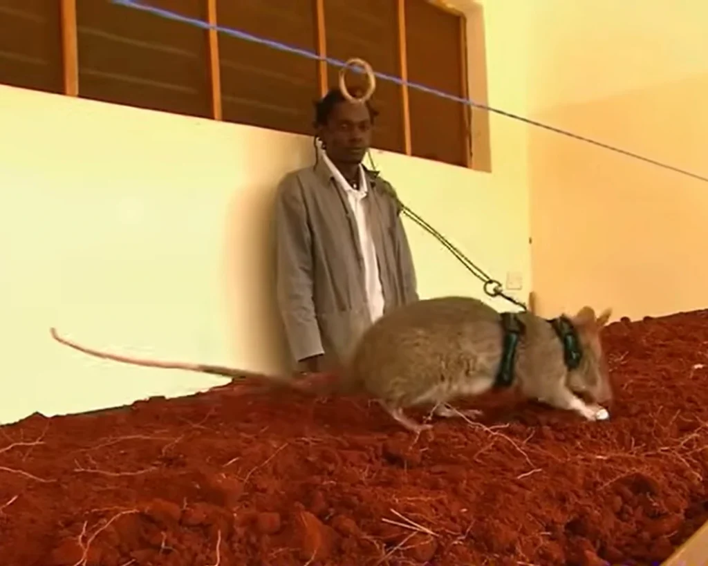 Giant Rat is one of the amazing facts about Gambia