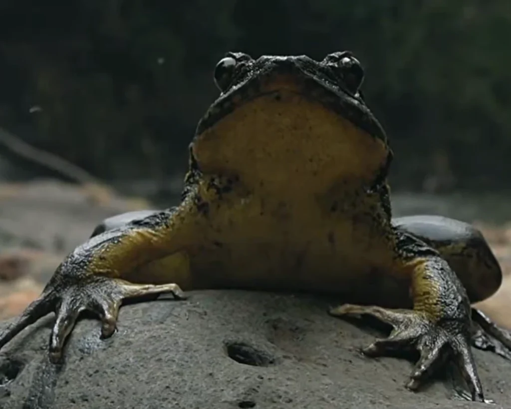 World's Giant Frog is one of the amazing facts about Cameroon