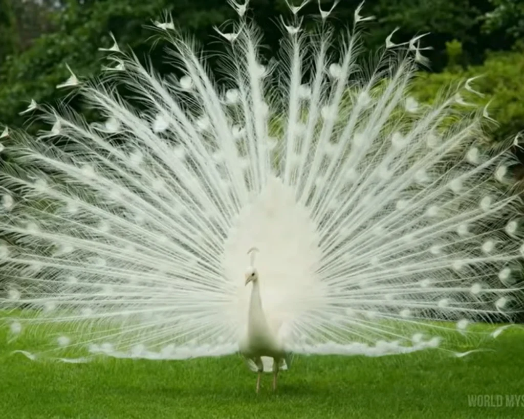 Albino Peacock is one of the albino animals