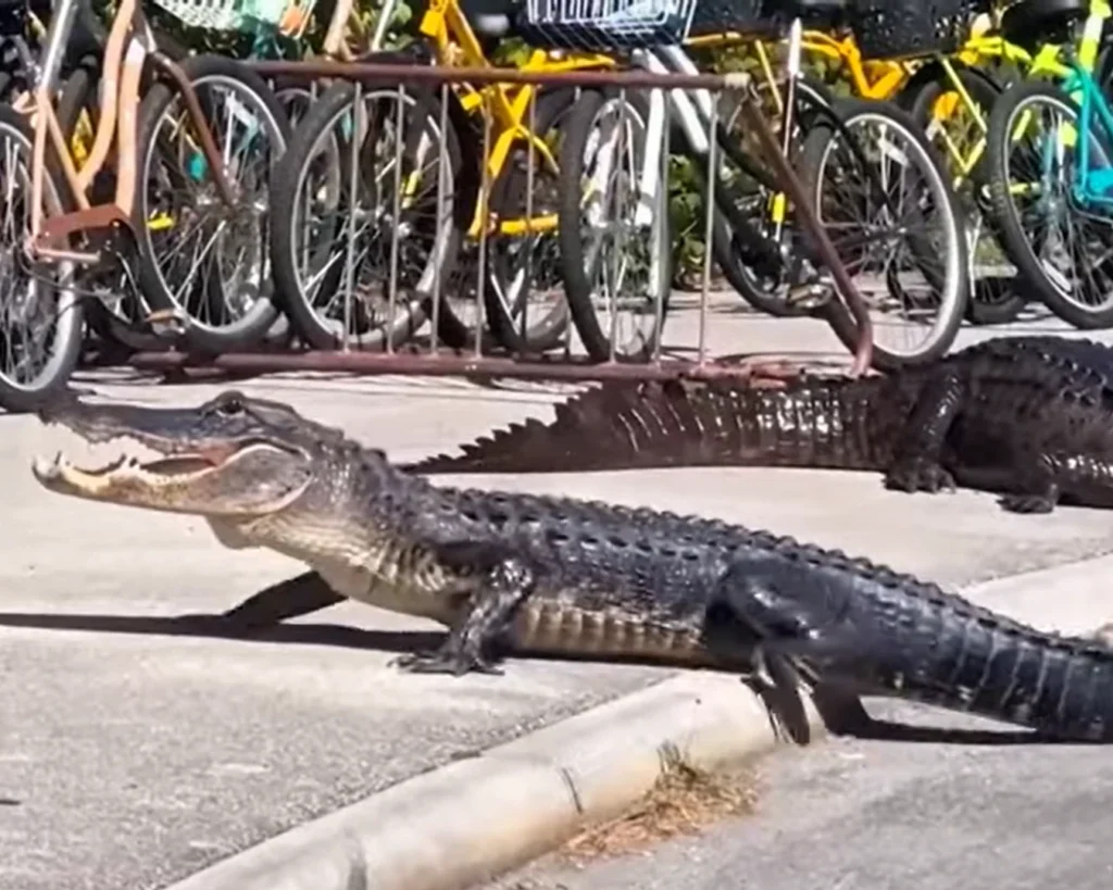  American Alligator is one of the dangerous Florida animals