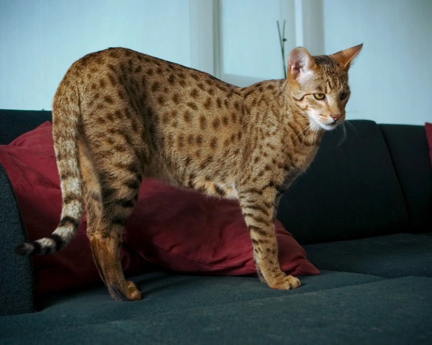 Ashera Cat is one of the most expensive cat breeds