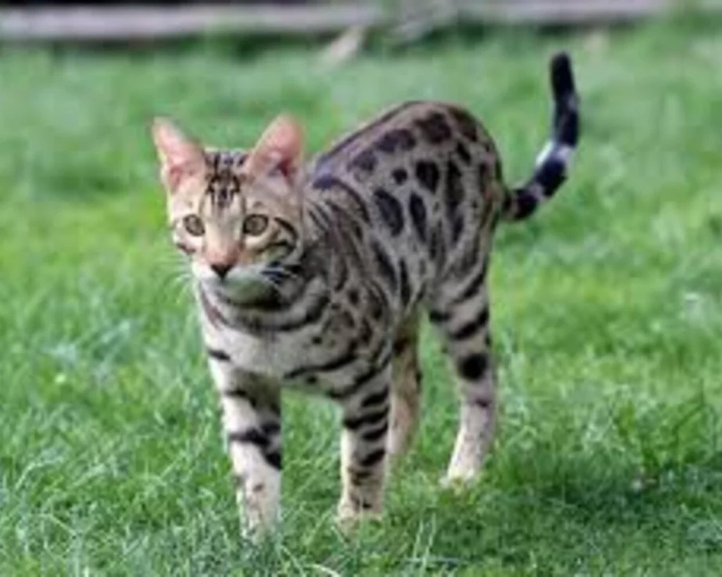 Bengal Cat is one of the most expensive cat breeds