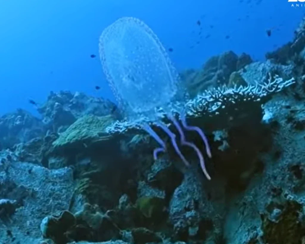 Box Jellyfish is one of the dangerous Florida animals