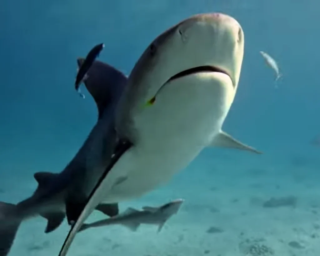 Bull Shark is one of the dangerous Florida animals