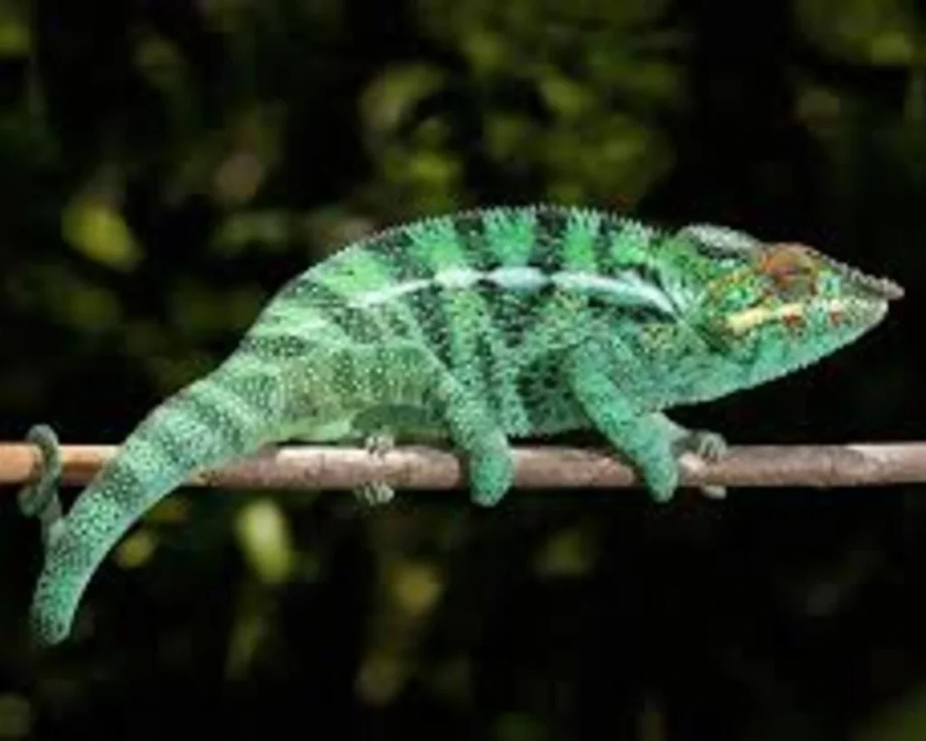 Changing Color is one of the amazing facts about chameleons