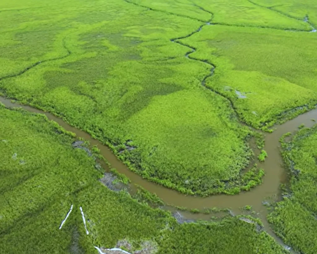 Everglades is one of the amazing wonders of Florida