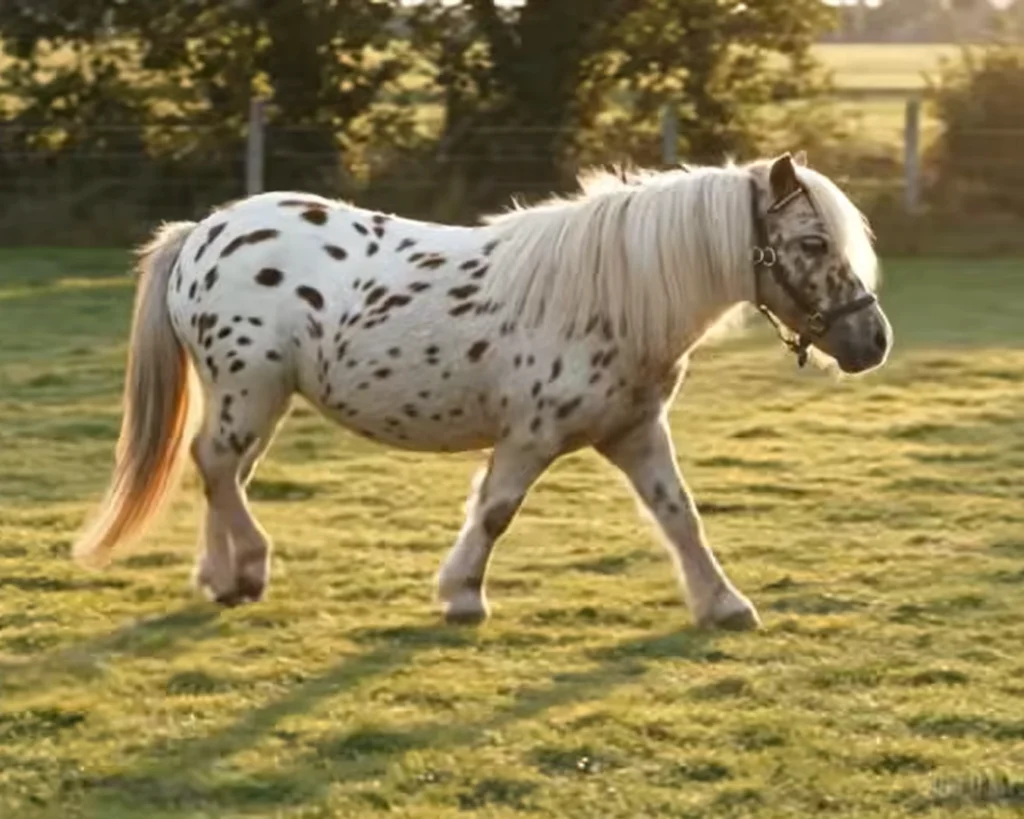 Falabella Horse is one of the most beautiful horses