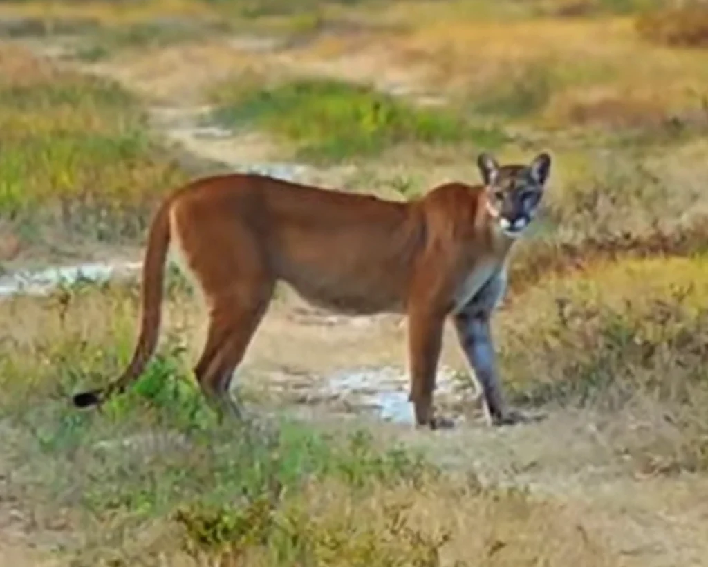 Florida Panther is one of the dangerous Florida animals