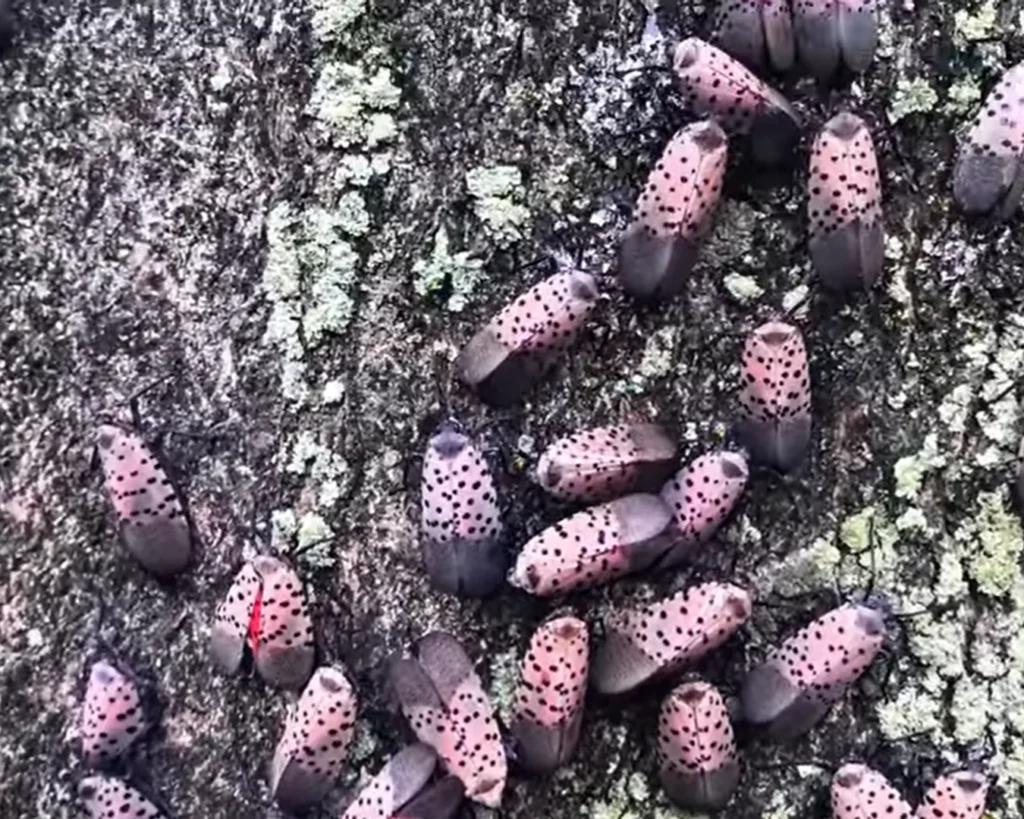 Kissing Bug is one of the dangerous Florida animals