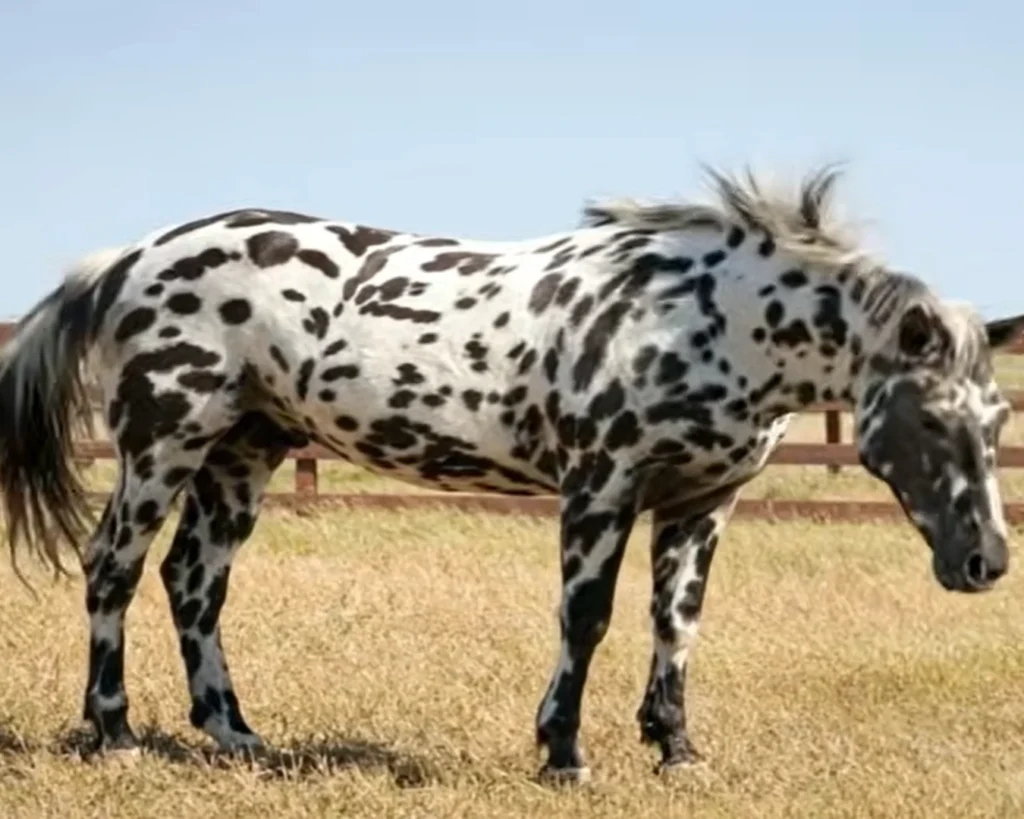 Knabstrupper Horse is one of the most beautiful horses