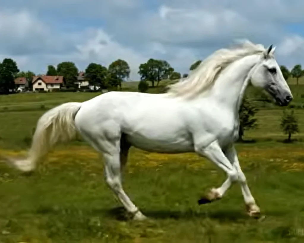 Lipizzaner Horse is one of the most beautiful horses