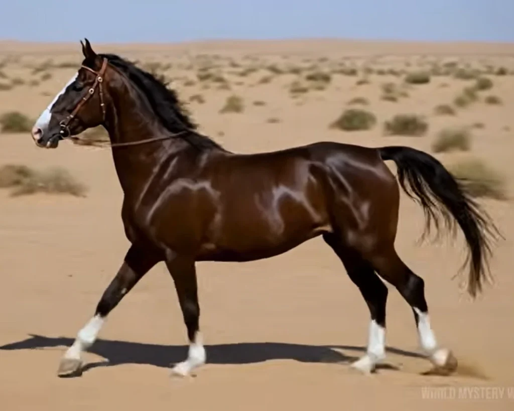 Marwari Horse is one of the most beautiful horses