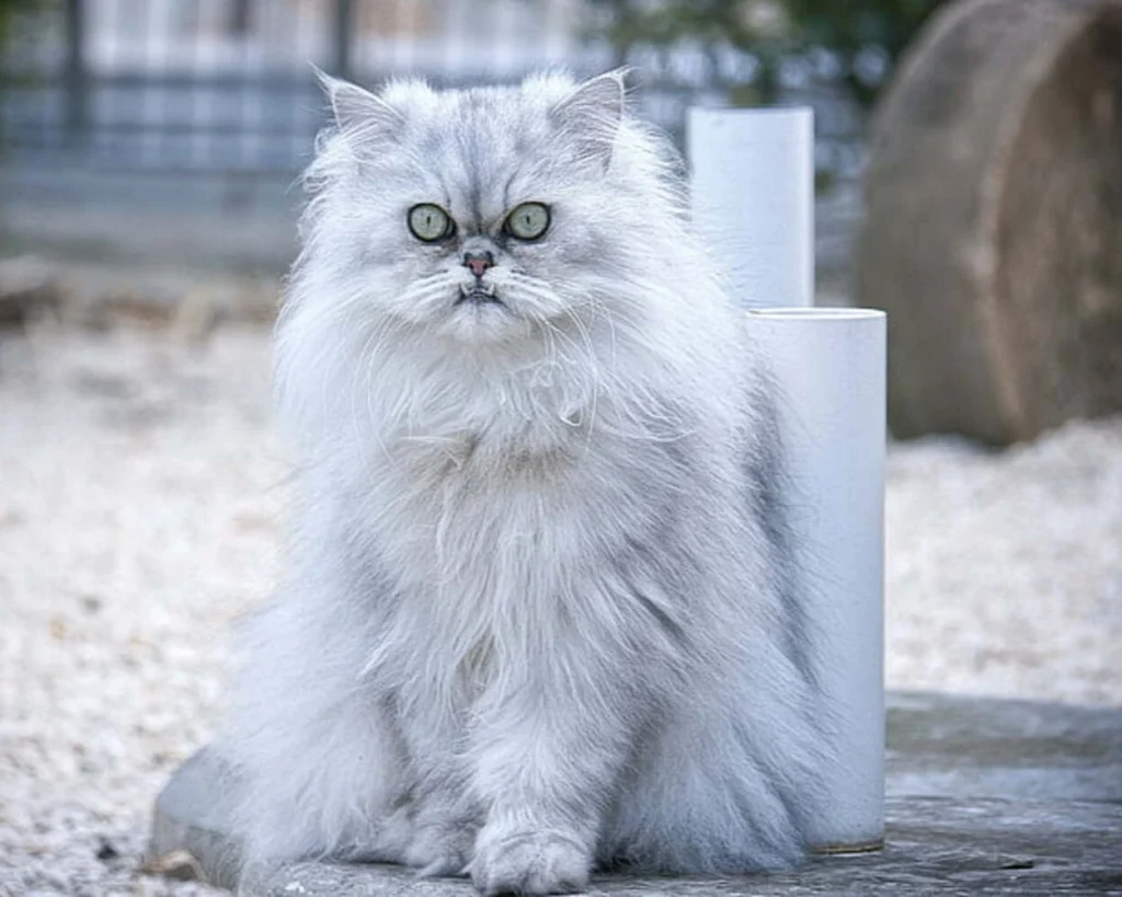 Persian Cat is one of the most expensive cat breeds