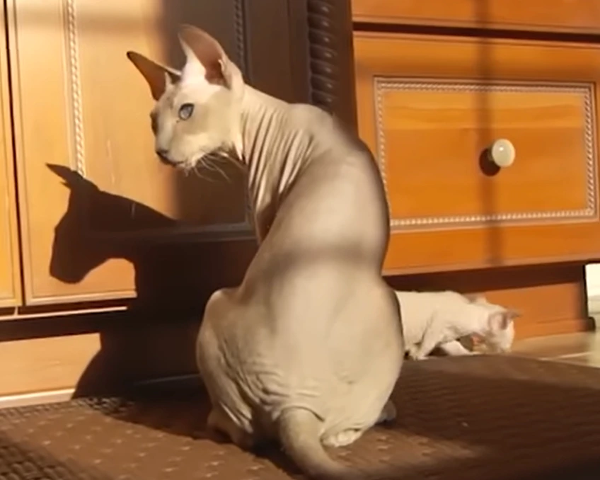Peterbald Cat is one of the most expensive cat breeds
