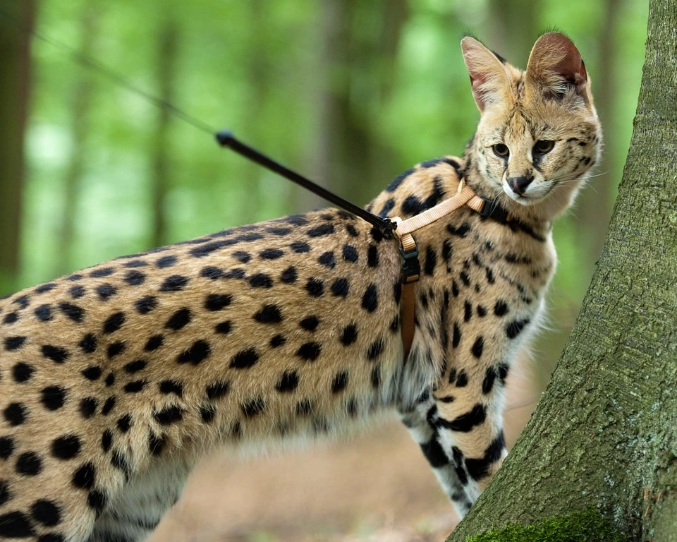 Savannah Cat is one of the most expensive cat breeds