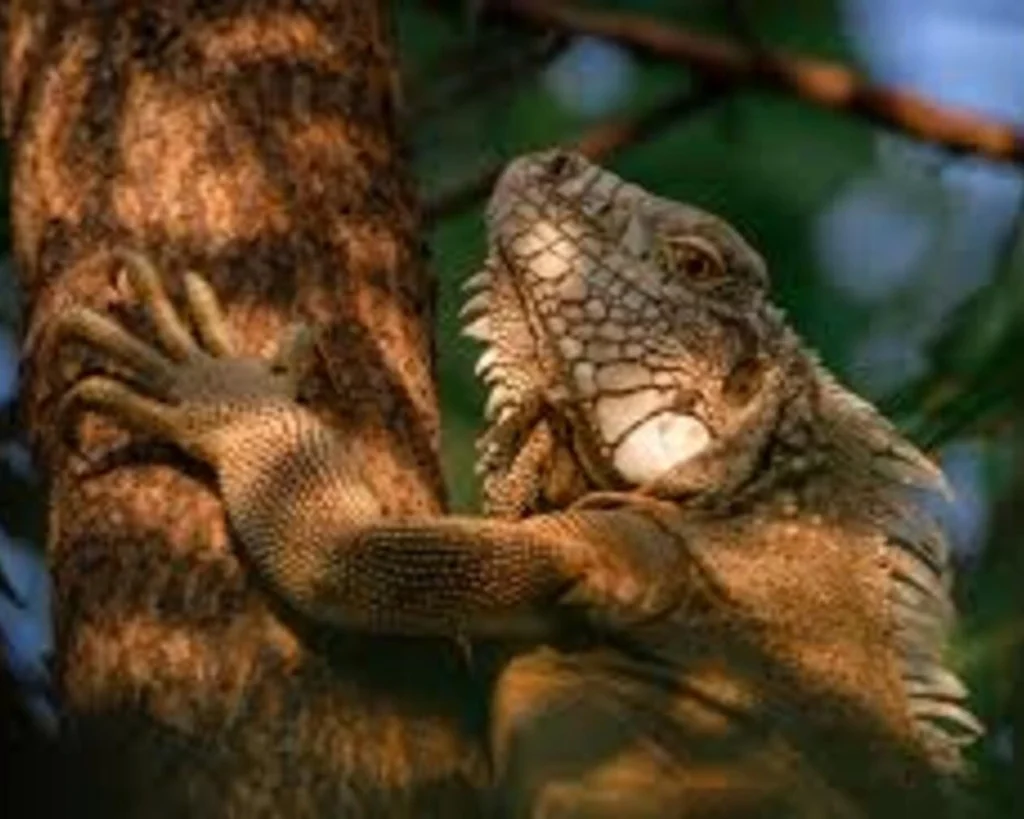 Foot's Design is one of the amazing facts about chameleons