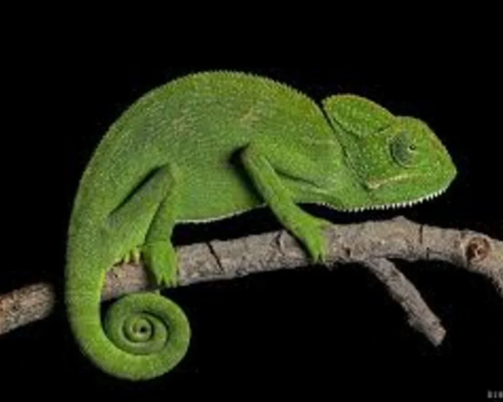 Tail Ability is one of the amazing facts about chameleons