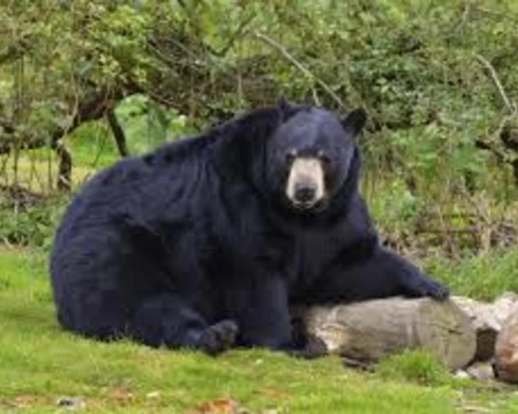 American Black Bear is one of the dangerous animals of Washington