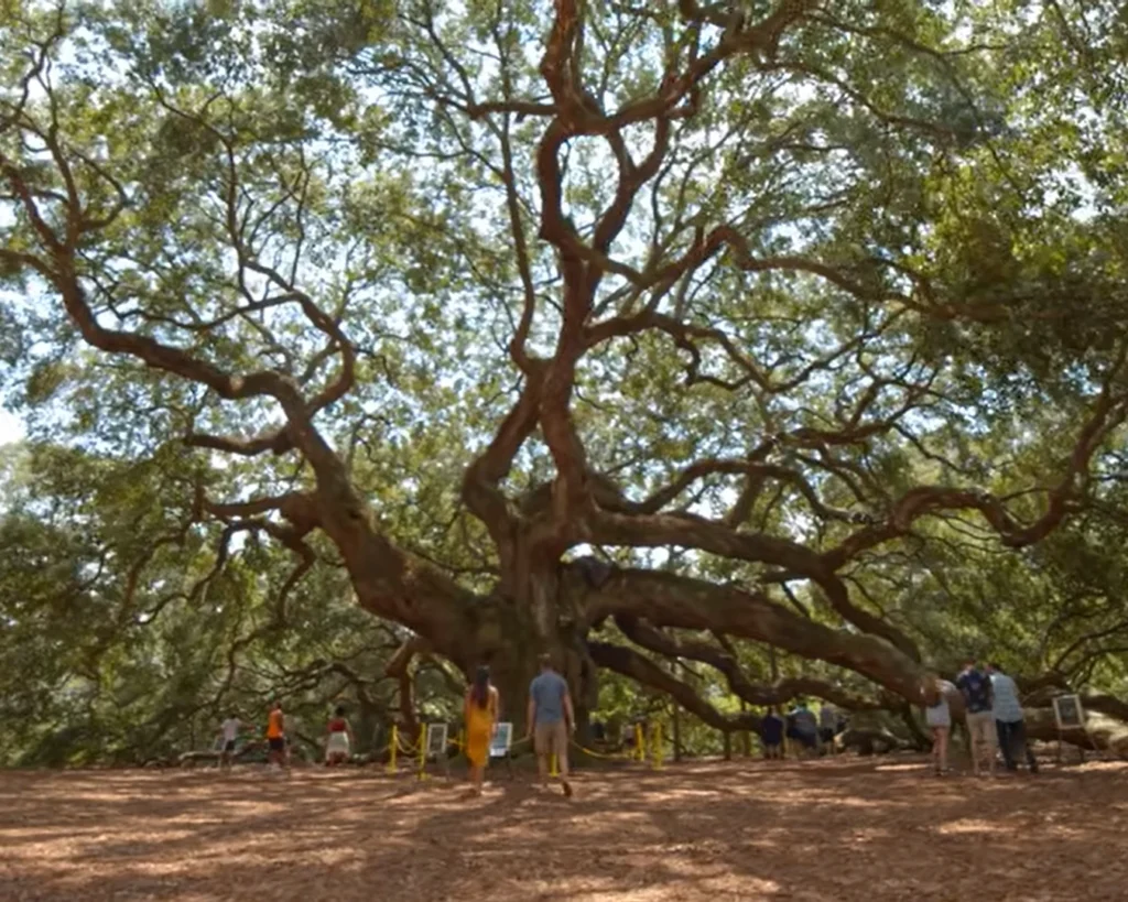 Angel Oak is one of the best South Carolina places to visit