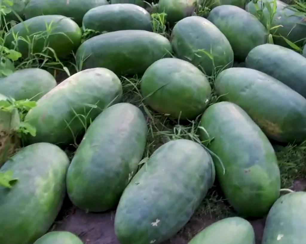 Bradford Watermelon is one of the amazing facts about South Carolina