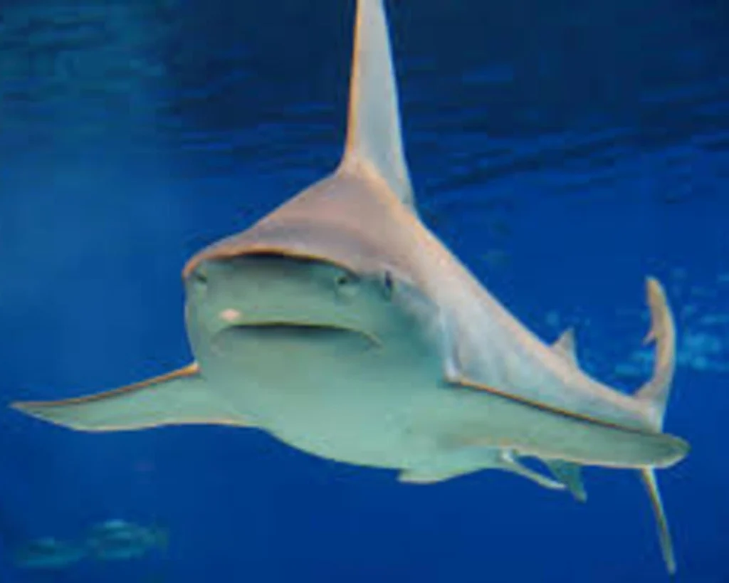 Bull Shark is one of the dangerous animals of Washington